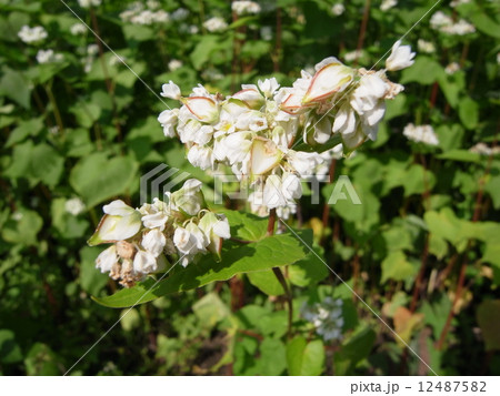 ソバ・ソバの花イメージ（４０） 12487582