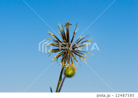 コセンダングサ 12487585