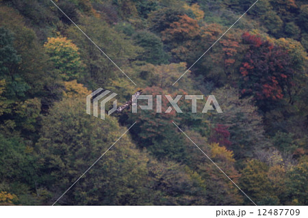 紅葉バックに飛翔するイヌワシ 12487709