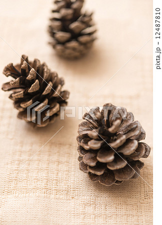 まつぼっくり 松ぼっくりの写真素材 [12487810] - PIXTA