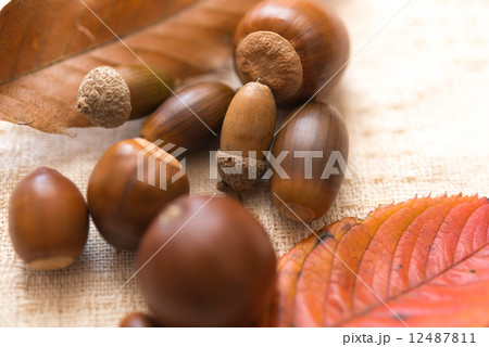 どんぐり 12487811