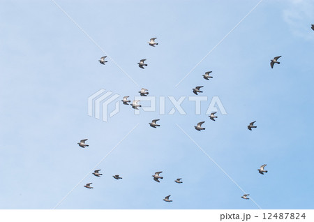 鳩の群れ 12487824