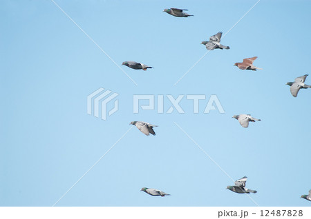 鳩の群れ 鳩の群れ 12487828