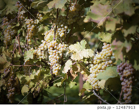 vineyard in autumn 12487913