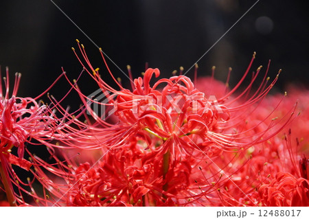 彼岸花 12488017