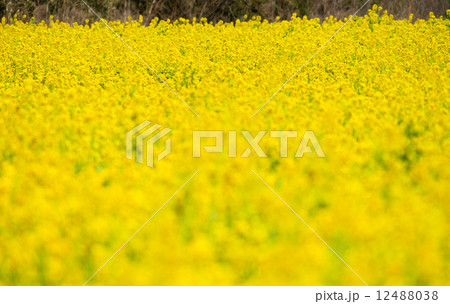 菜の花 12488038