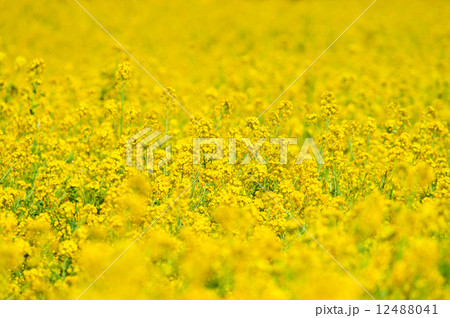 菜の花 12488041