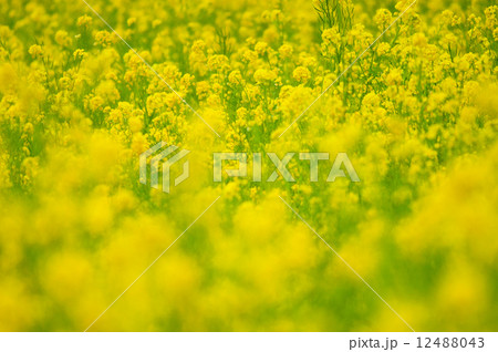 菜の花 12488043