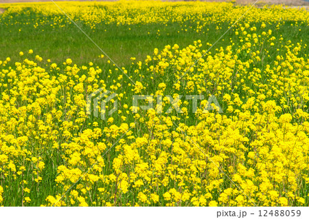 菜の花 12488059