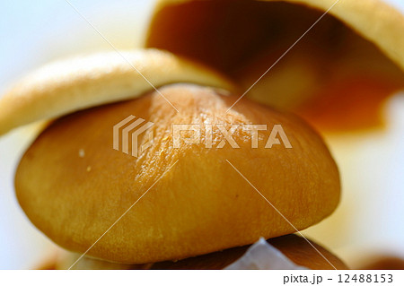 ヤナギマツタケ 12488153