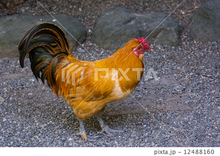 名古屋コーチン 名古屋コーチン 12488160