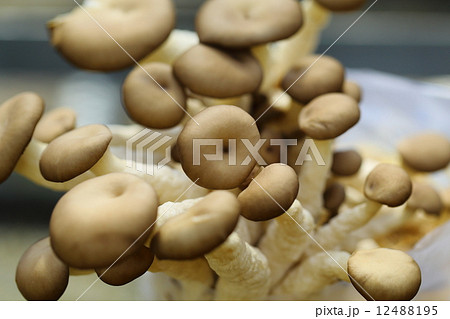 ヒラタケ 12488195