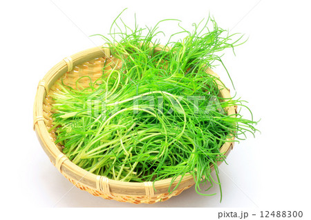 オカヒジキ 12488300