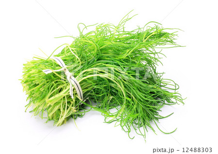 オカヒジキ 12488303