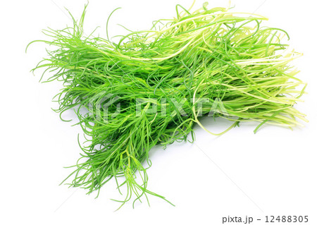 オカヒジキ オカヒジキ 12488305