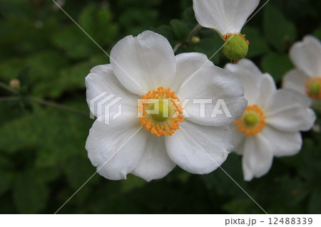 シュウメイギク 12488339