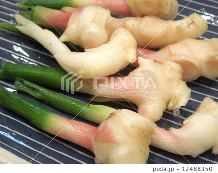 葉生姜 葉生姜 12488350