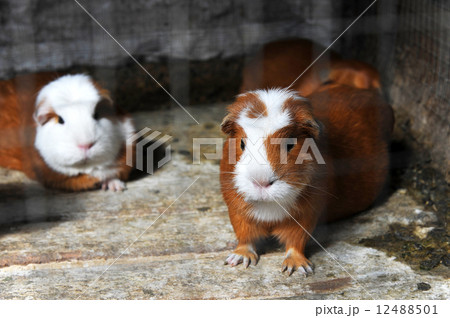 ペルー　アレキパ　クイ 12488501