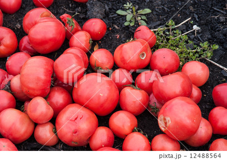 トマト　食品廃棄物　 12488564