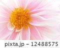 ピンクのダリア 12488575