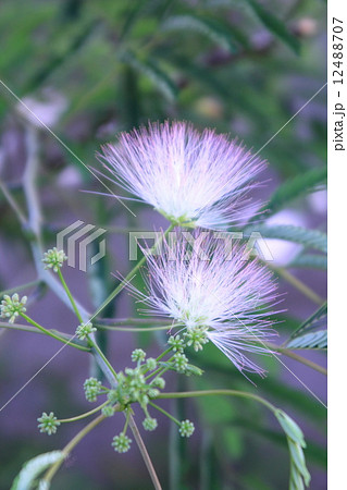 合歓の木 合歓の木 12488707