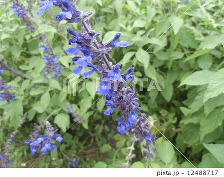 南米原産の青い綺麗なサルビアガラニチカの花の写真素材