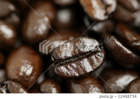 コーヒー豆 コーヒー豆 12488734