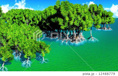 Red mangroves  12488779