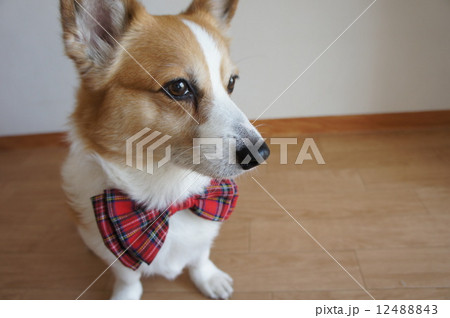 コーギーと蝶ネクタイ 12488843