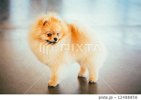 Pomeranian Puppy Spitz Dog In Full Length Pomeranian Puppy Spitz Dog In Full Length 12488856
