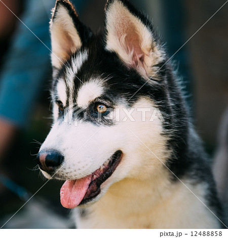 Close Up Young Happy Husky Puppy Eskimo Dog 12488858