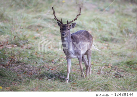 Male fallow deer at Amsterdamse Waterleidingduinen (the Netherla 12489144