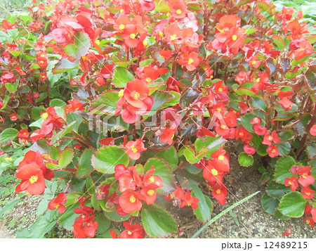 可愛い桃色の花インパチエンス 12489215