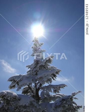 天然のクリスマスツリー 天然のクリスマスツリー 12489543