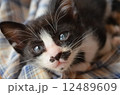 こねこ 12489609