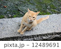ねこ 12489691