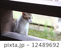 ねこ 12489692