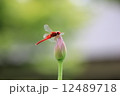 赤とんぼ 12489718