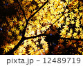 もみじ 12489719