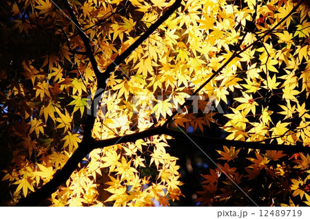 もみじ 12489719
