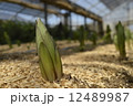 ユリの芽 12489987