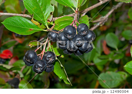 Black chokeberries. Black chokeberries. 12490304