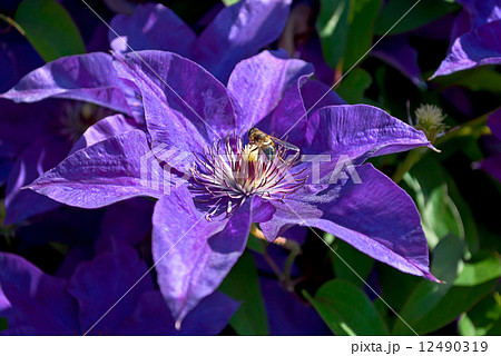 Bee on a flower. Bee on a flower. 12490319