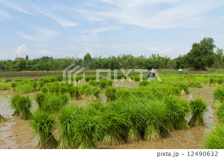 Thai farmer planting on the paddy rice farmland Thai farmer planting on the paddy rice farmland 12490632