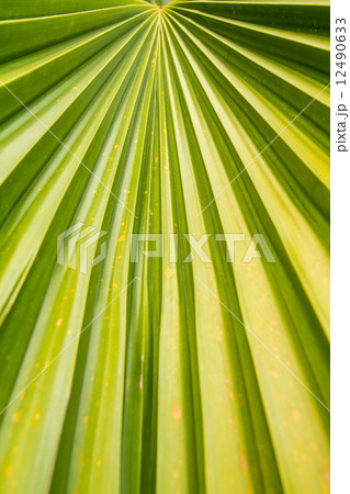 image of Green Palm leaves in nature image of Green Palm leaves in nature 12490633