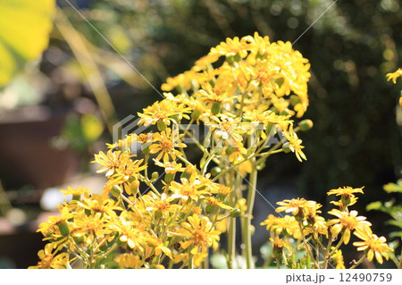 ツワブキの花 ツワブキの花 12490759