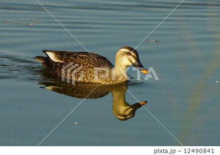 カルガモ 12490841
