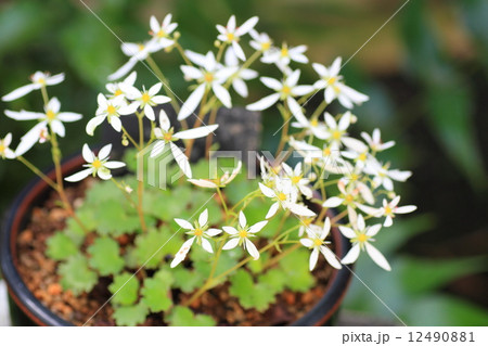 ダイモンジソウの花 ダイモンジソウの花 12490881