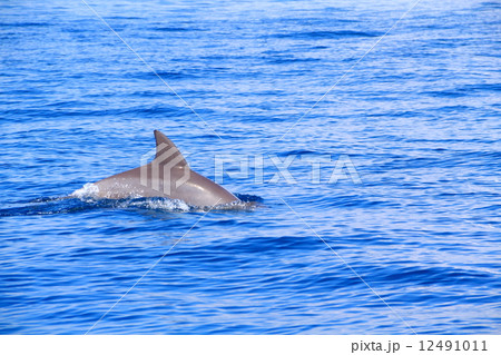 インドネシア・バリ島のレジャー（ドルフィンウォッチング） Leisure of Bali, Indonesia (Dolphin Watching) 12491011