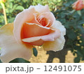 ももいろ 12491075